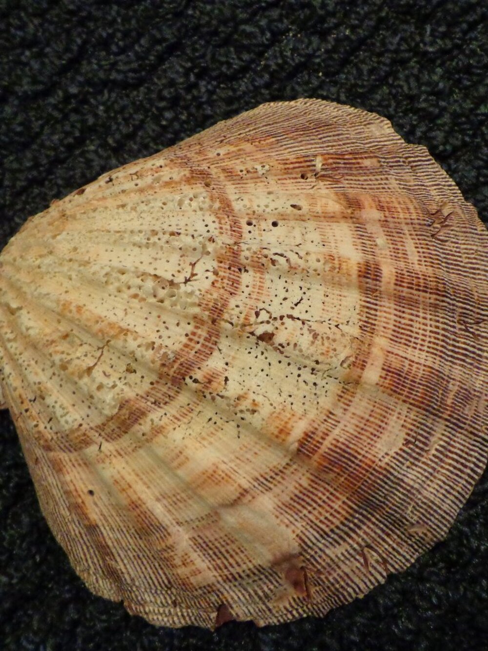 Sea Shell Authentic Lion's Paw 6 1/2" Nature's Beauty